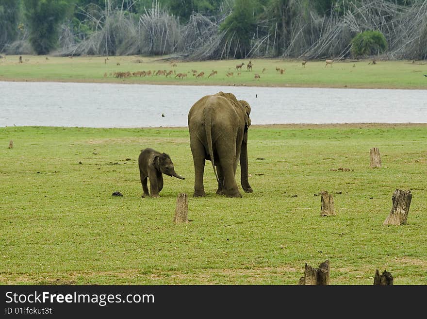 Calf playing with the mother elephant. Calf playing with the mother elephant