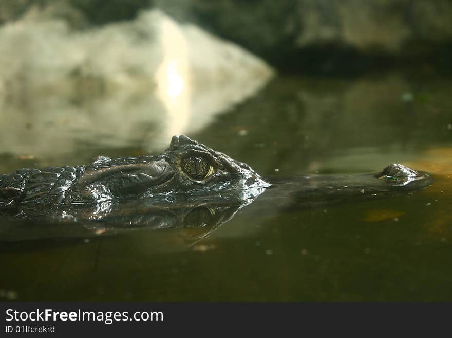 A closeup of a crocodile's head and eye