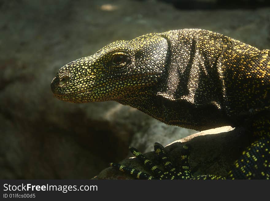 Varanus