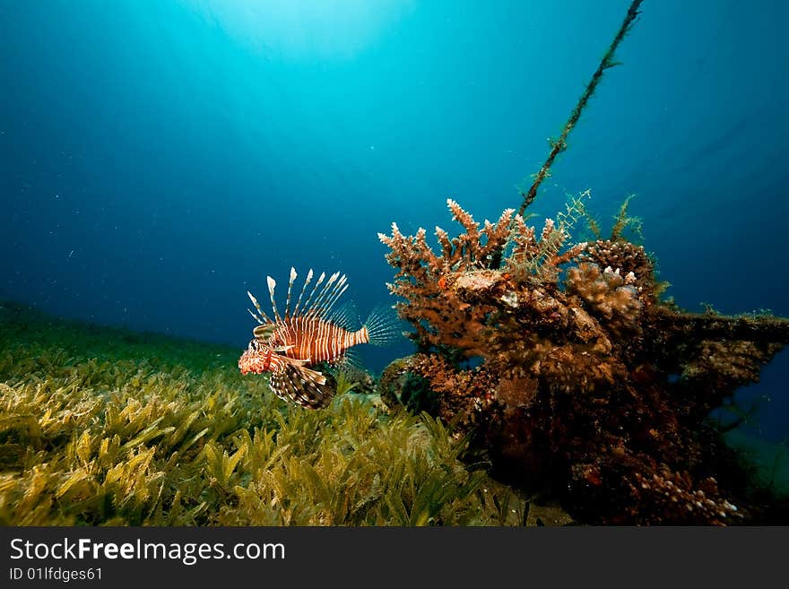 Coral, ocean and lionfish