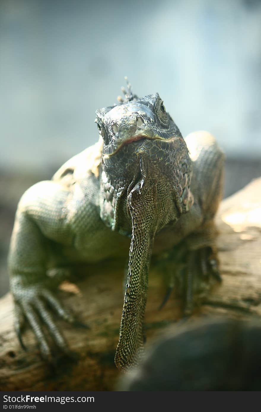 Iguana