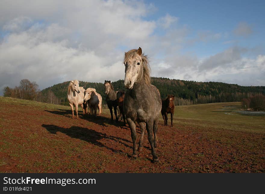 Horse On Pasture