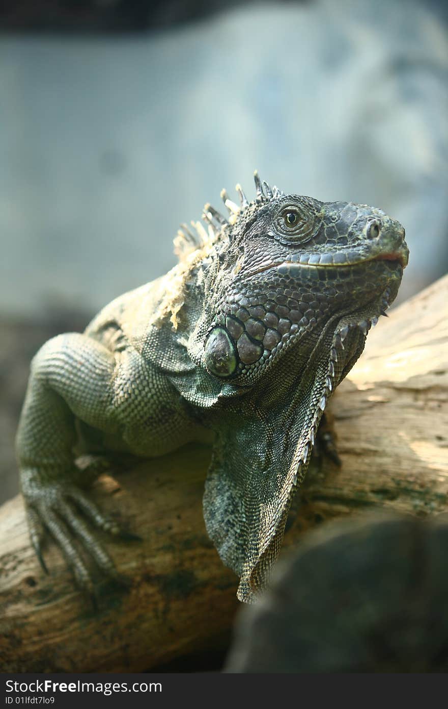 Close up of an iguana in profile