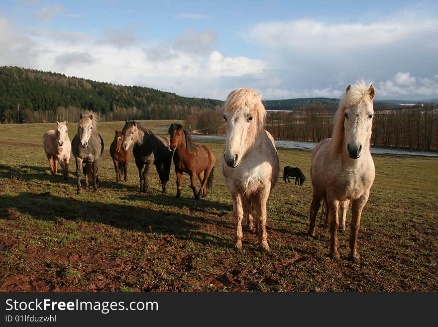 Many horses on spring pasture