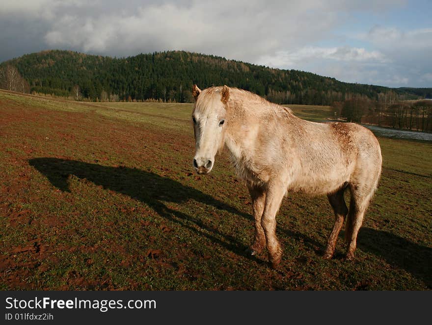 Horse with shadow