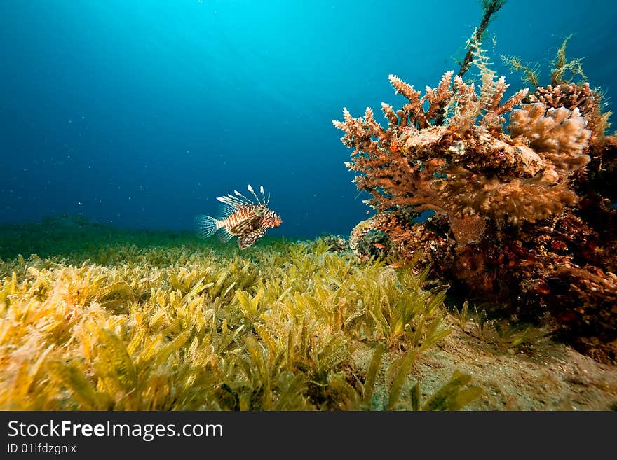 Coral, ocean and lionfish