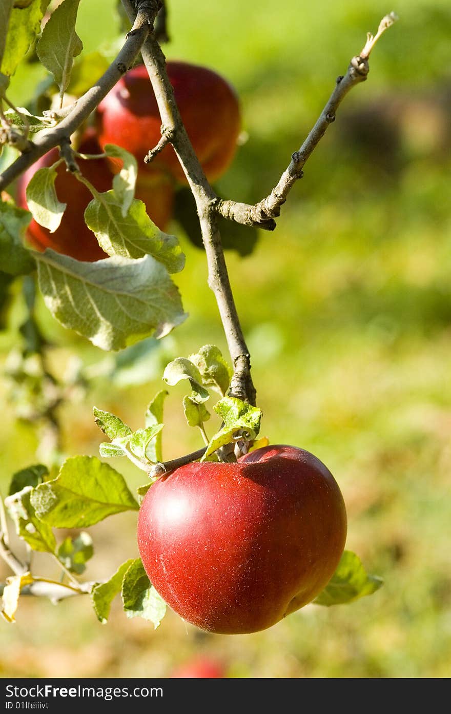 Two apples on a tree with blur background