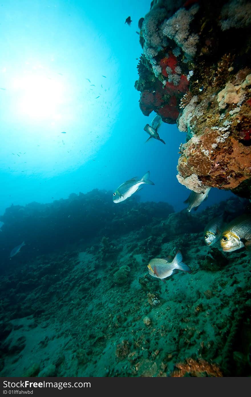 Coral, sun, ocean and fish taken in the red sea.