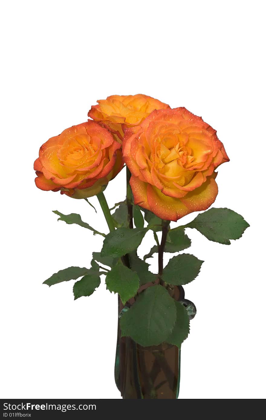 Orange rose bouquet with green leafs isolated. Orange rose bouquet with green leafs isolated