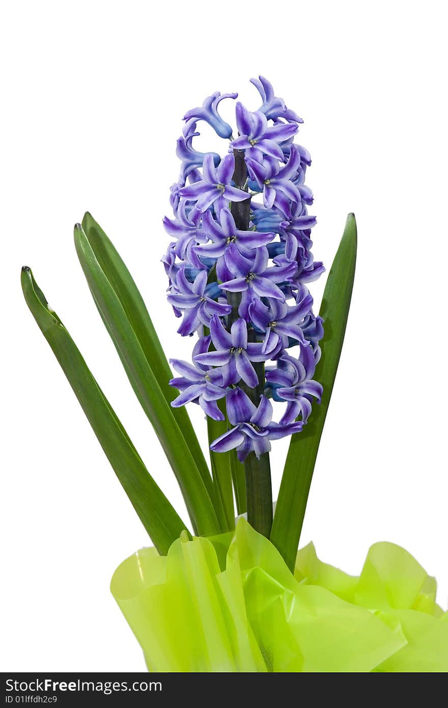 Hyacinth flower in green casing-paper