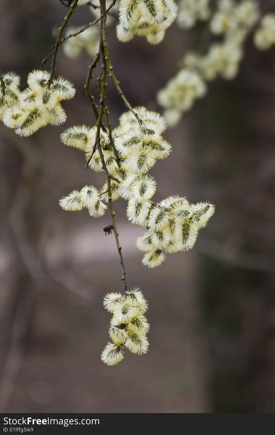 Flowers of a willow