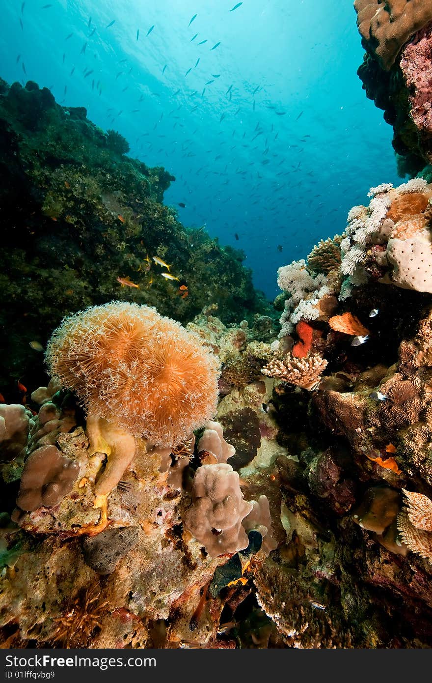 Coral, sun, ocean and fish taken in the red sea.