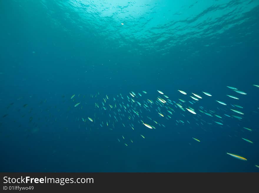 Ocean and fish taken in the red sea.