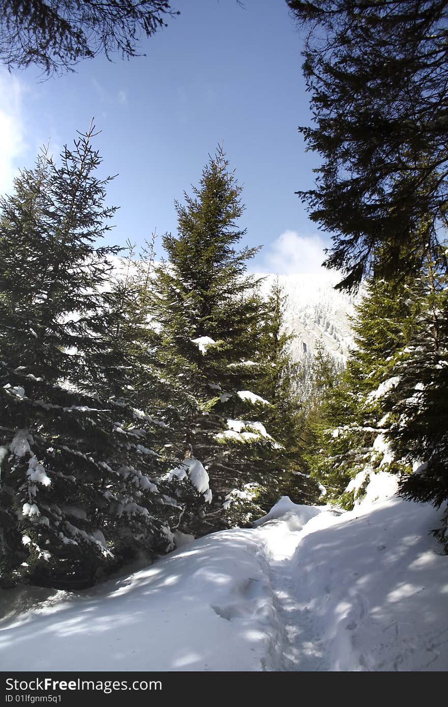 Walking in the forest , following the trail. Walking in the forest , following the trail