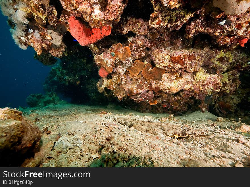 Crocodilefish (papilloculiceps) taken in the red sea.