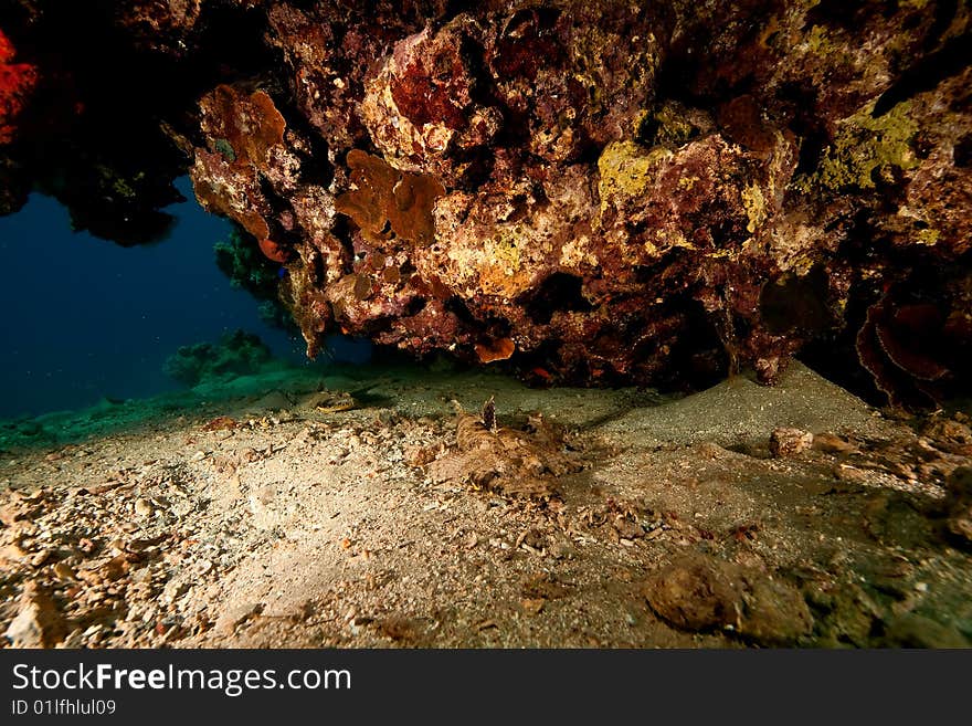 Crocodilefish (papilloculiceps) taken in the red sea.