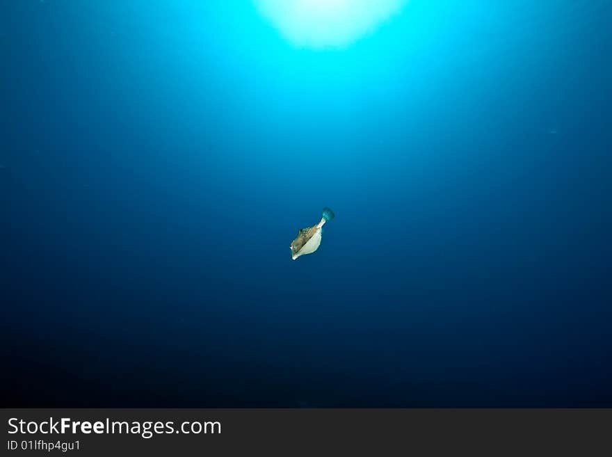 Boxfish, sun and ocean taken in the red sea.