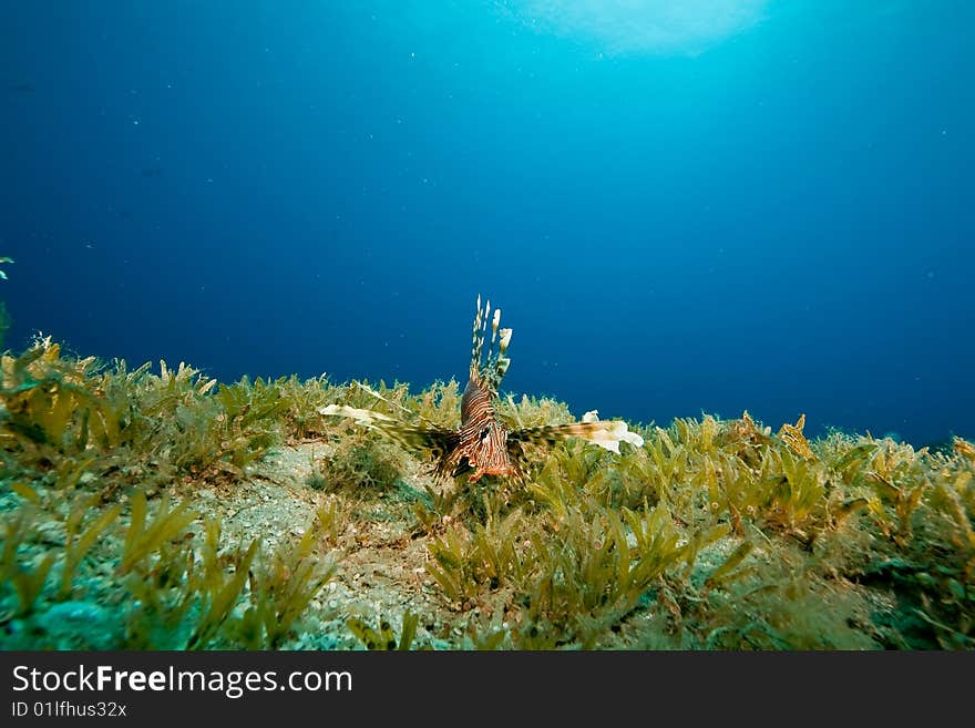 Lionfish (pterois miles) taken in the red sea. Lionfish (pterois miles) taken in the red sea.