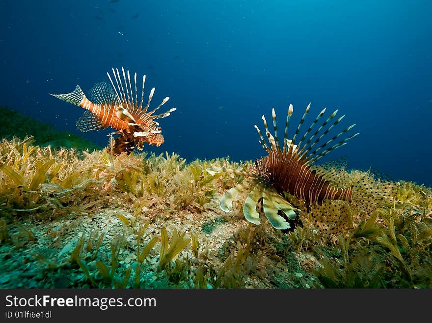 Lionfish and seagrass