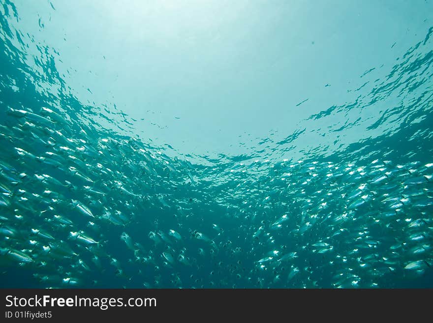 Striped Mackerel