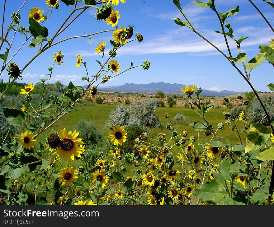 View With Sunflowers