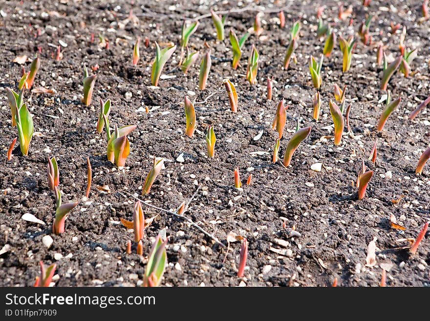 Flowerbed with sprouts on it