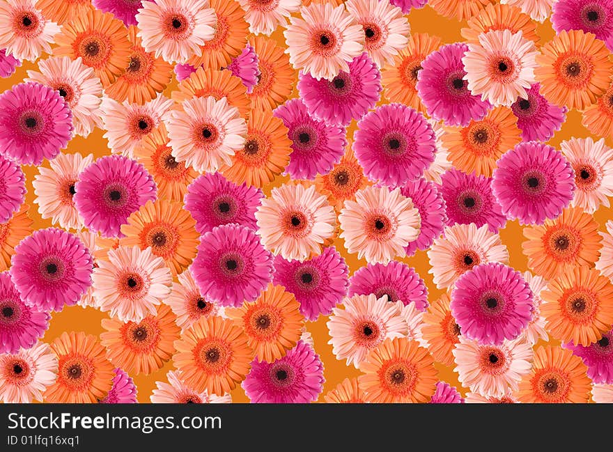 Background of colored beautiful gerberas