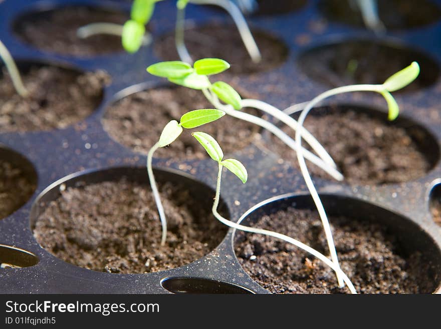 Pepper seedling in small pots