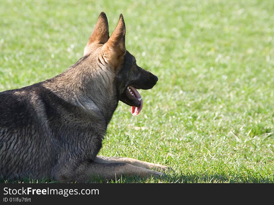 Portrait of dog against green grass background