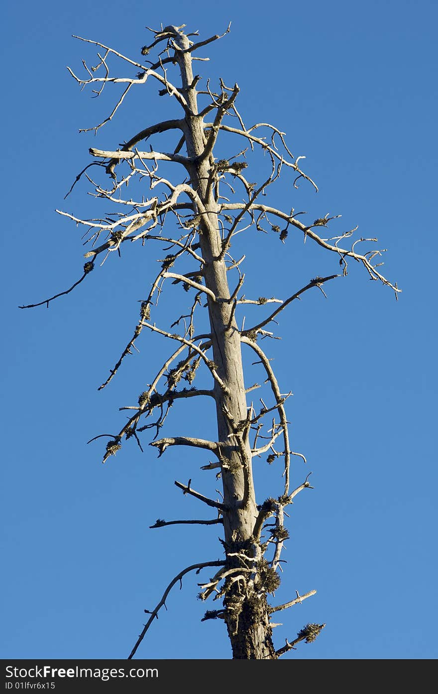 Trunk of dead tree and blue sky