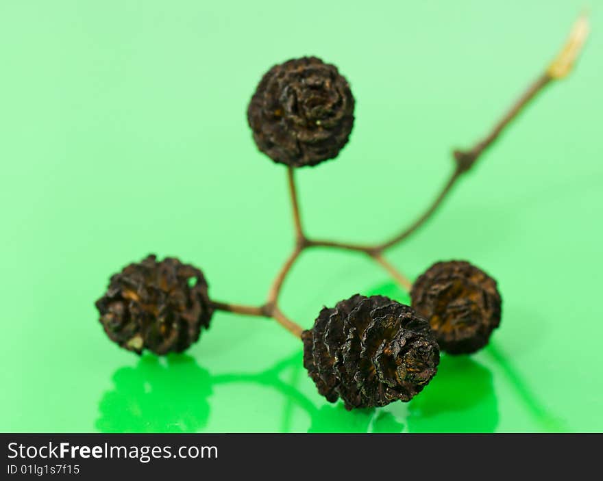 Dried group of small cone attached to the stem isolated on light green reflective background. Dried group of small cone attached to the stem isolated on light green reflective background