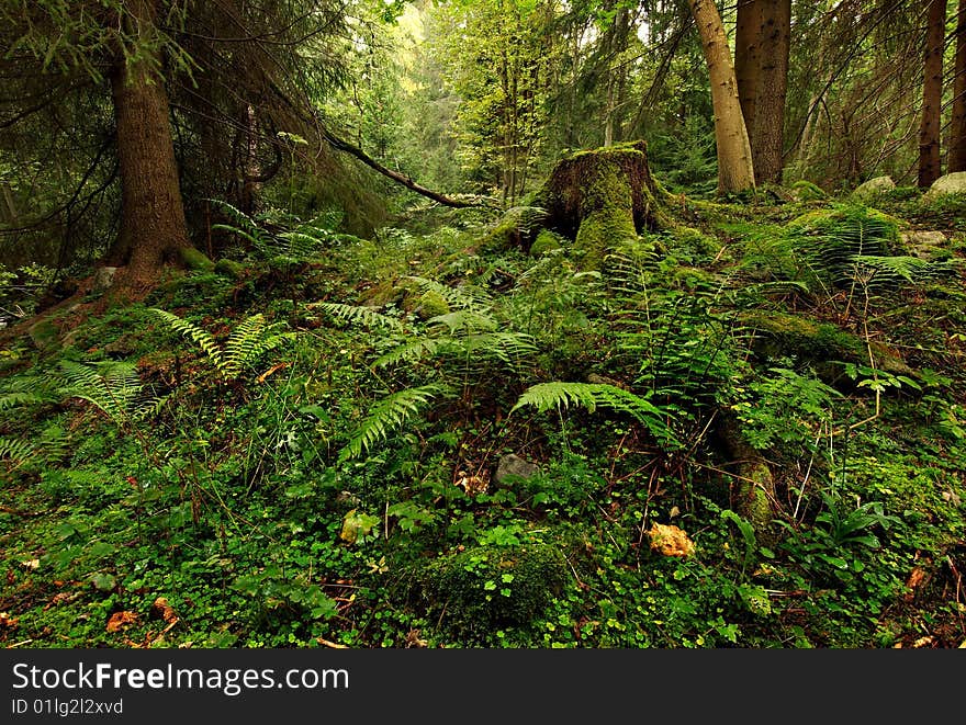 Summer forest