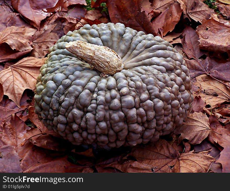 Green pumpkin with autumn leafs