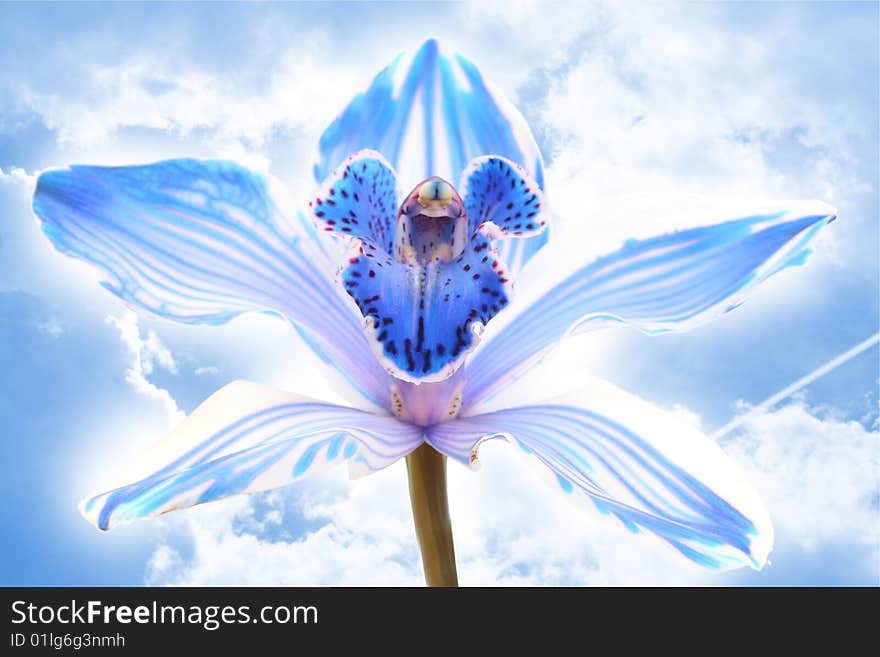 Exotic blue orchid on sky