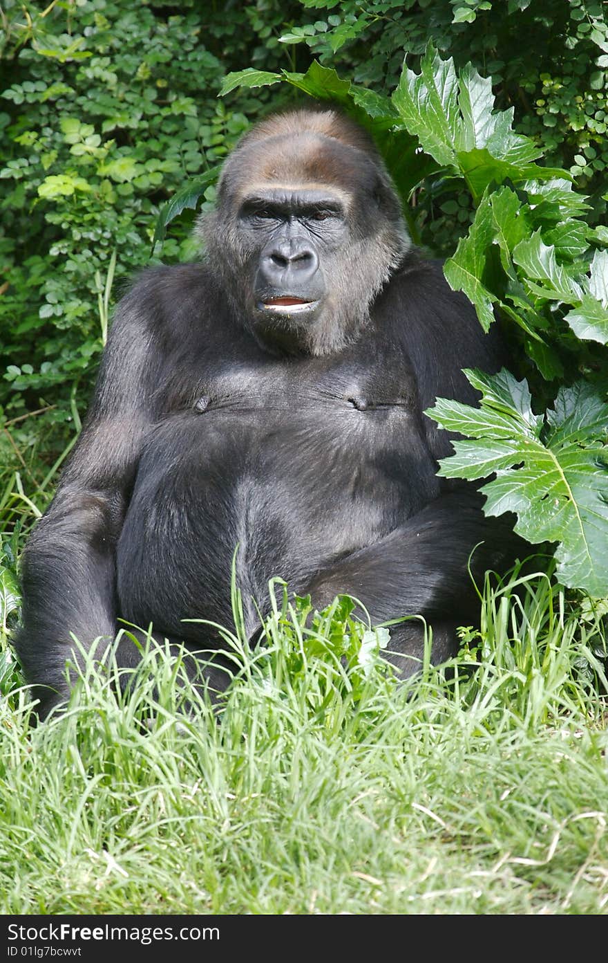 Western Lowland Gorillas