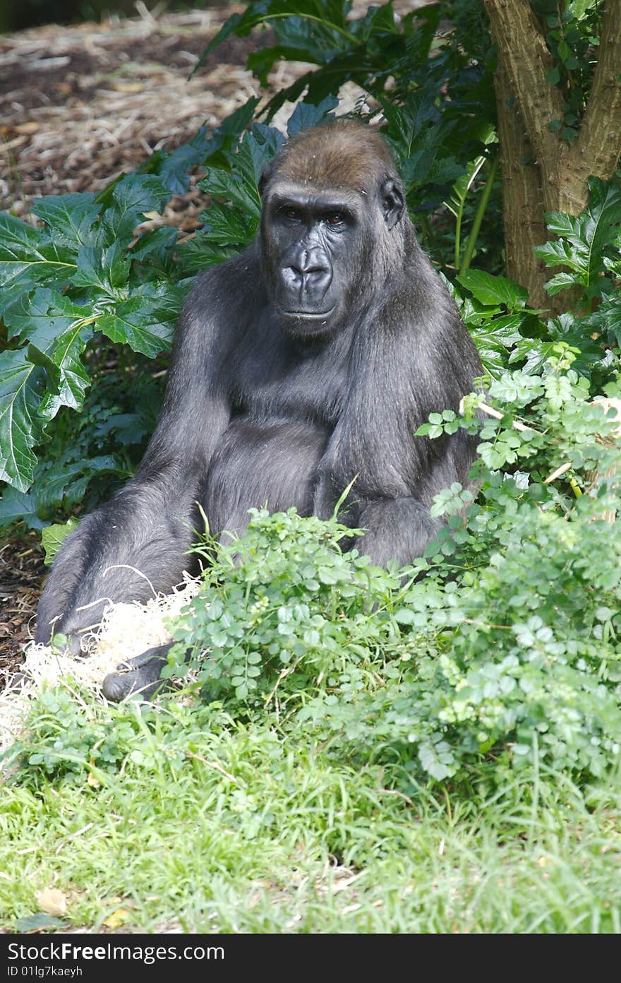 Western Lowland Gorillas