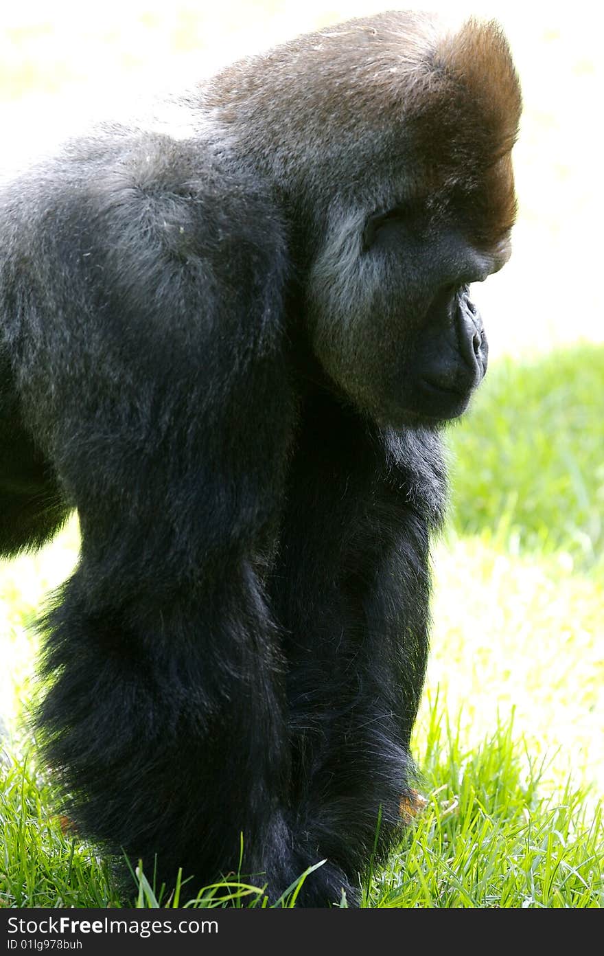 Western Lowland Gorillas