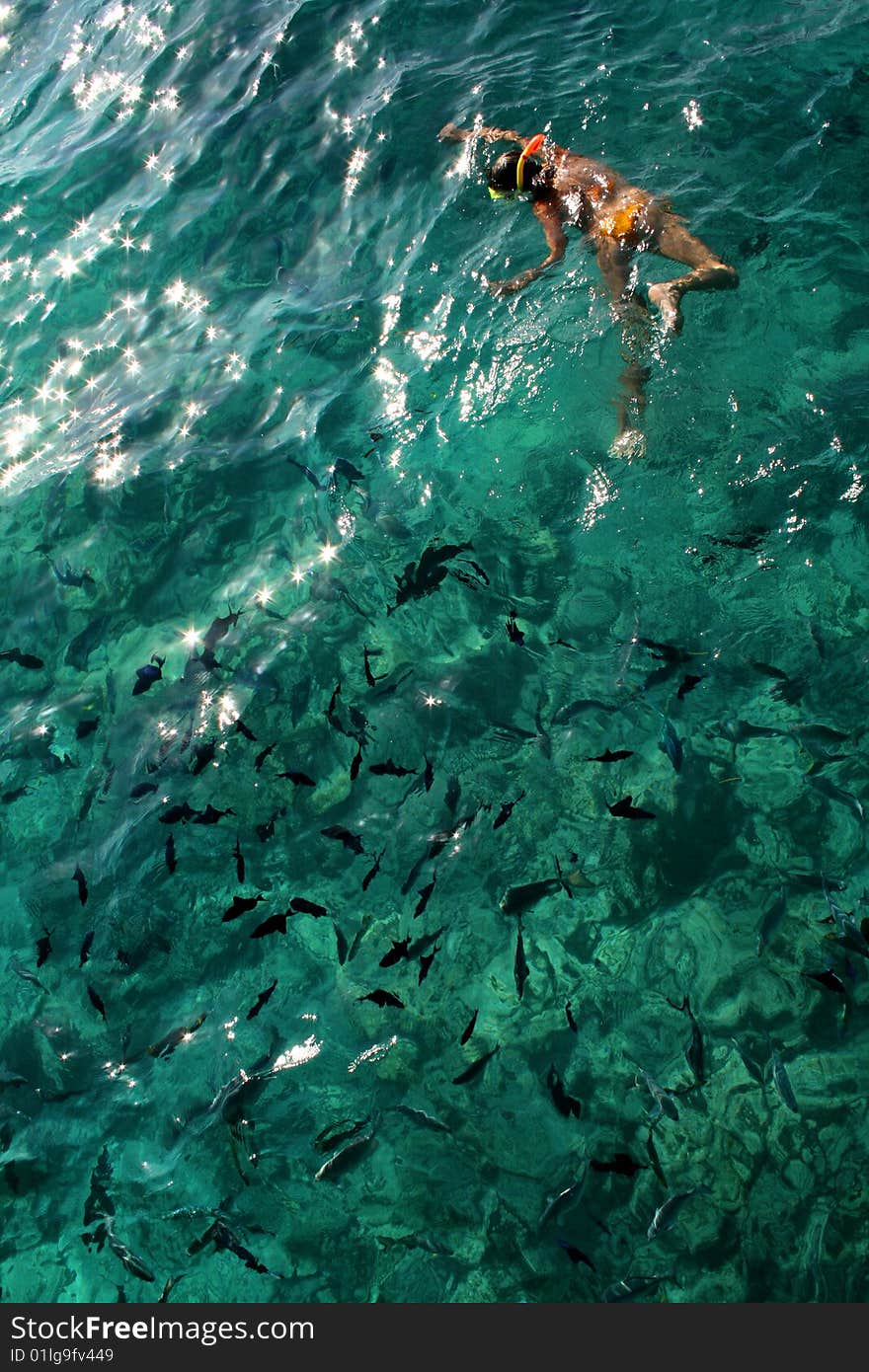 Woman swimming with fish in ocean. Woman swimming with fish in ocean