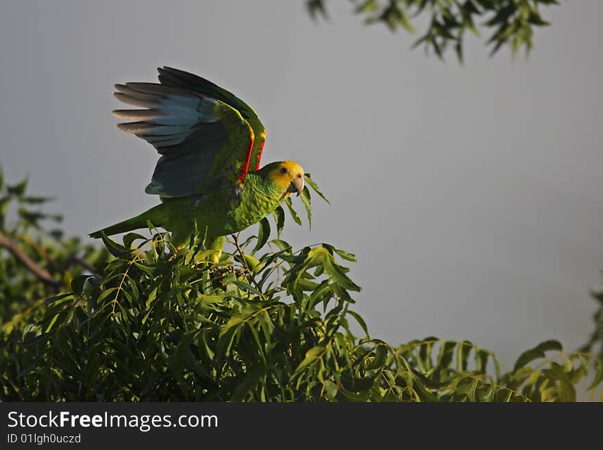 Yellow-shouldered Parrot (Amazona Barbadensis)