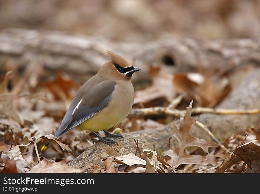 Cedar Waxwing (Bombycilla cedorum cedorum) sitting on log