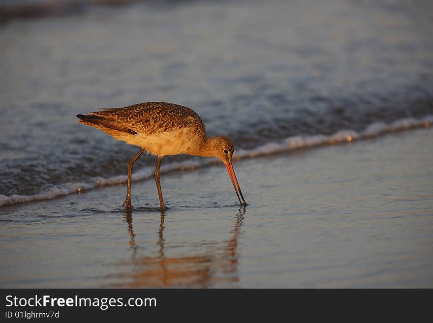 Marbled Godwit (Limosa fedoa beringiae), in winter plumage feeding in surf at dawn.