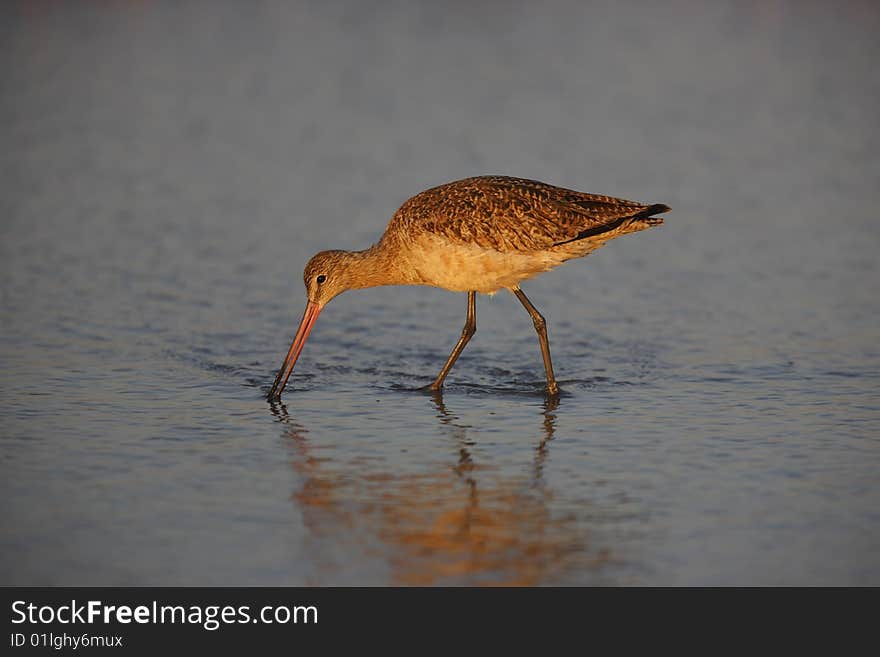 Marbled Godwit (Limosa fedoa beringiae), in winter plumage feeding in surf at dawn.