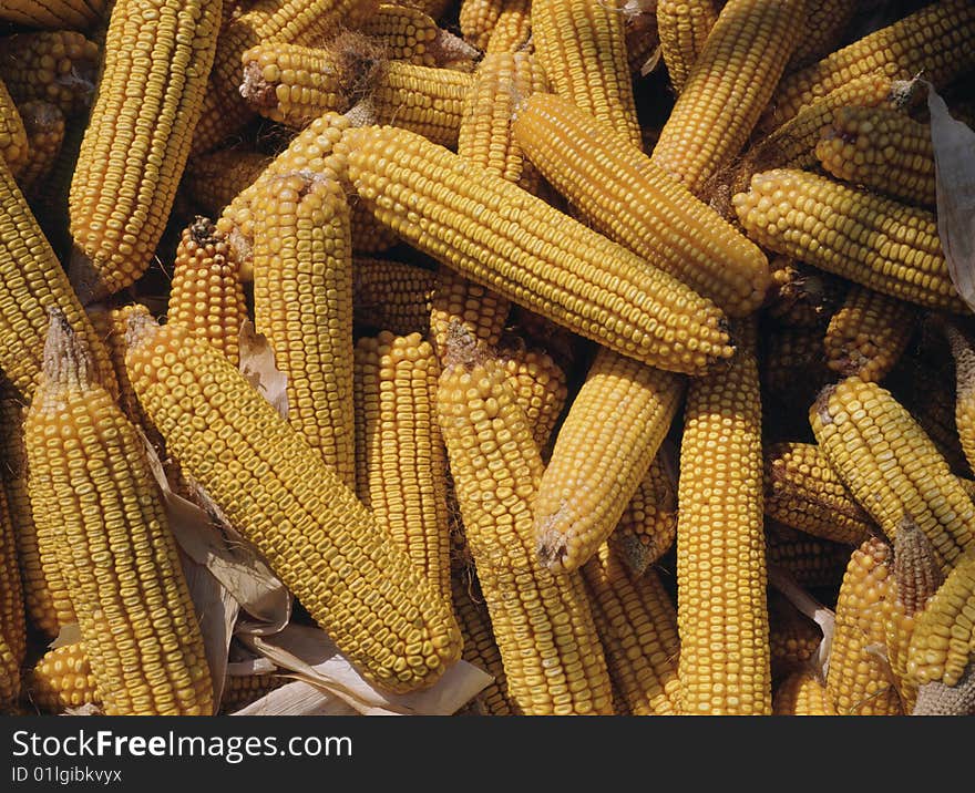 Background of close up corn cobs