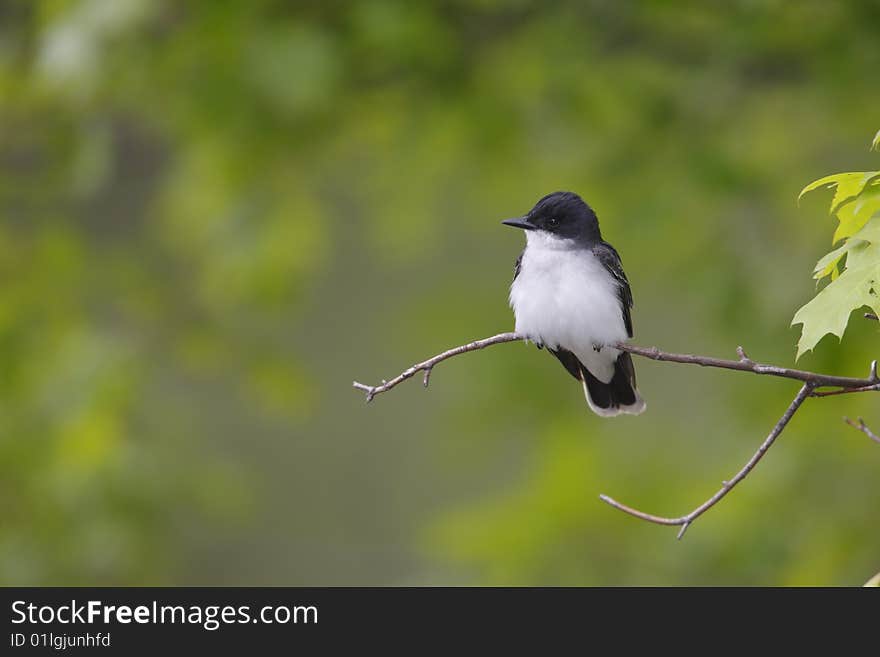 Eastern Kingbird (Tyrannus tyrannus)