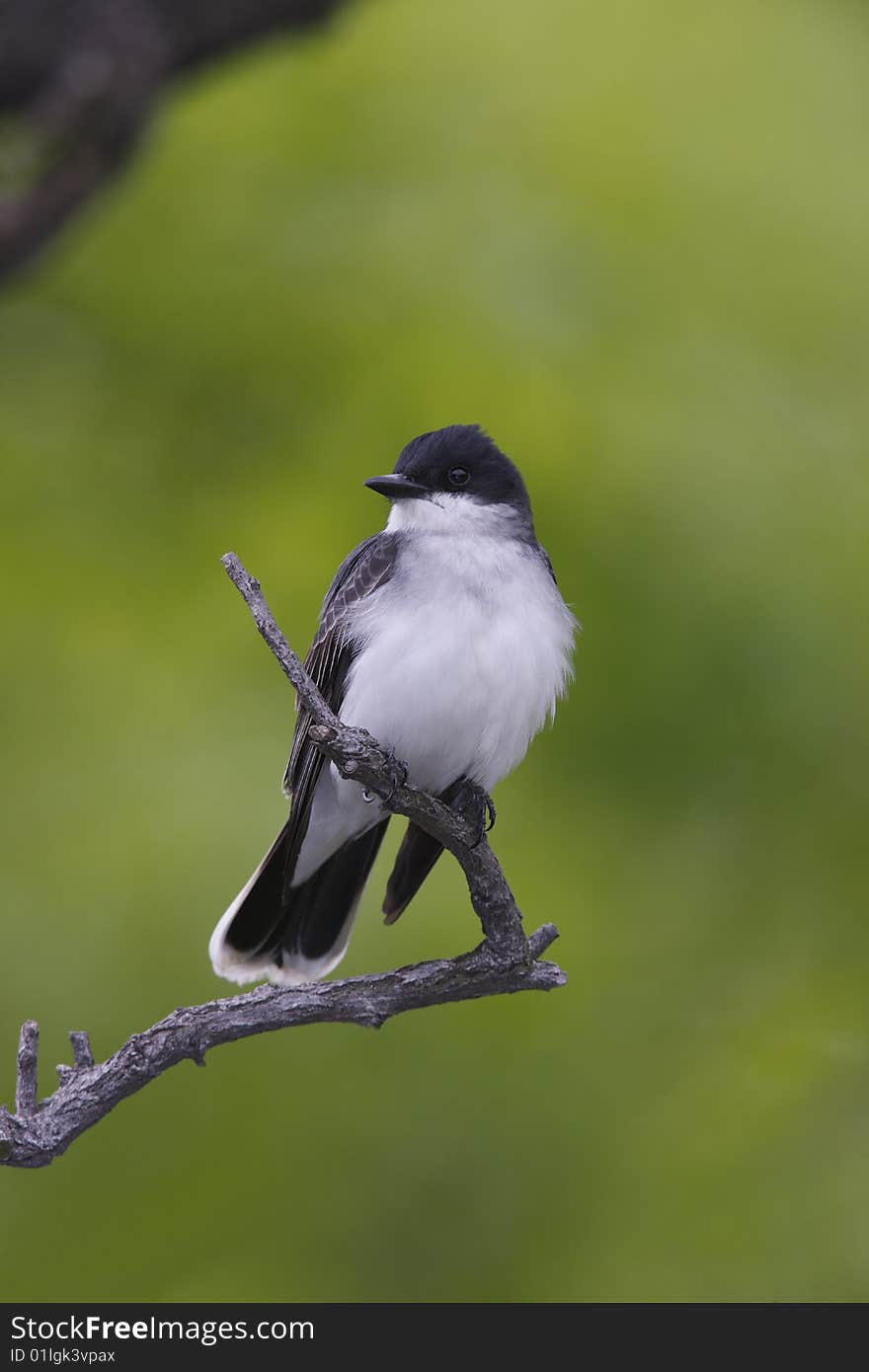 Eastern Kingbird (Tyrannus tyrannus)