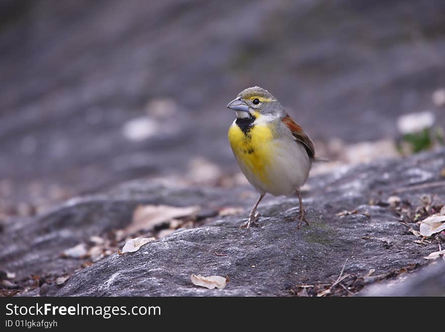 Dickcissel (Spiza Americana)