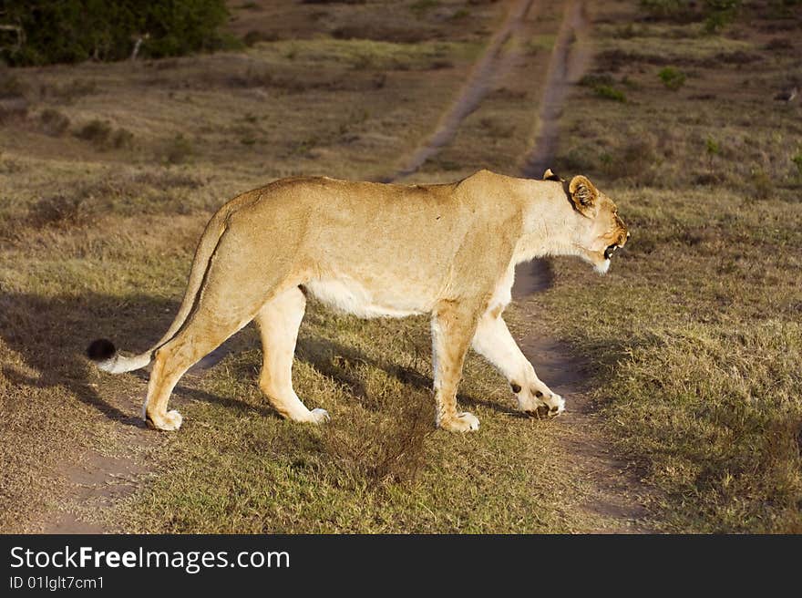 A angry Lioness crosses the reserve road in front of me