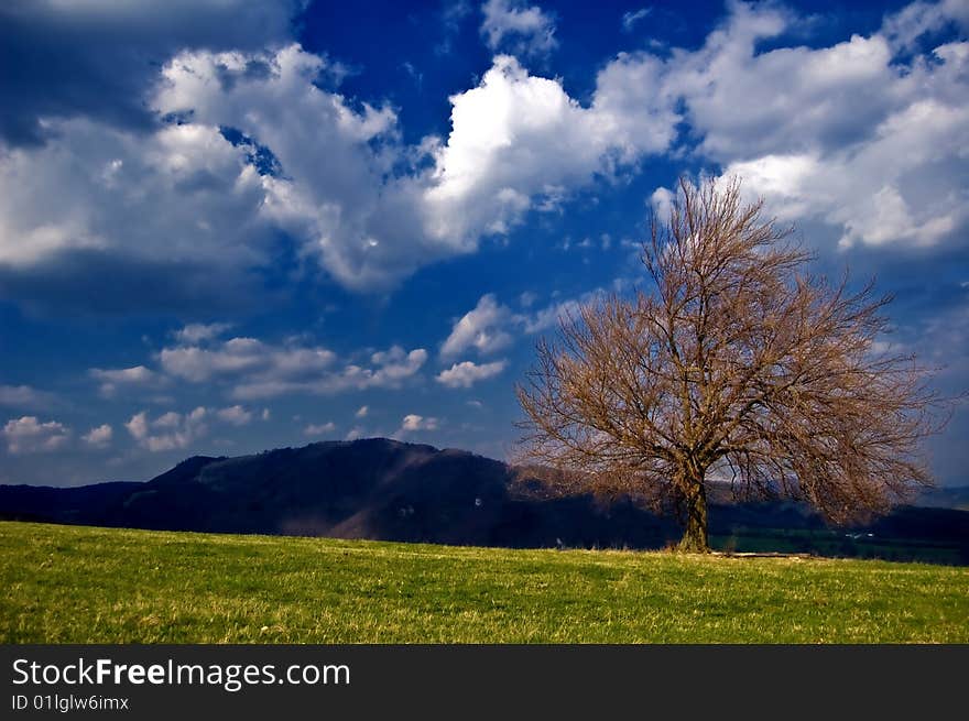 Beautifull landscape mix of green grass and blue sky with spring tree. Beautifull landscape mix of green grass and blue sky with spring tree.