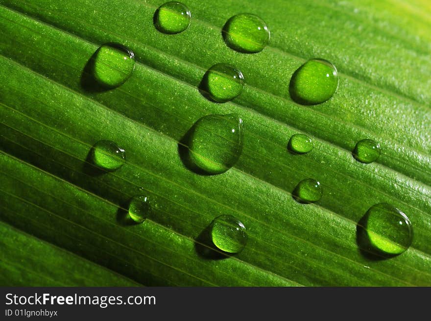 Macro of green leaf with drops