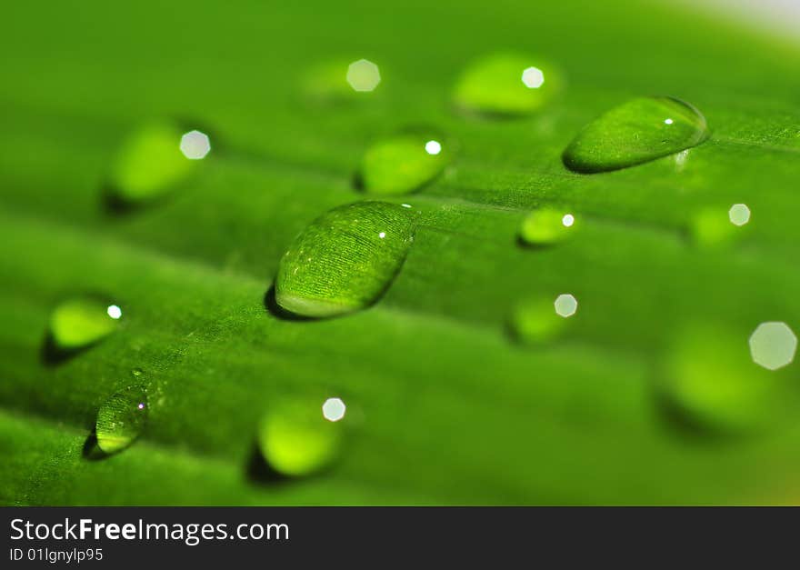 Macro of green leaf with drops